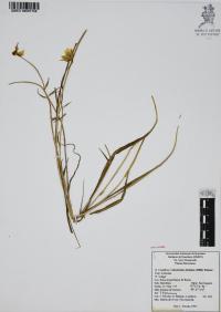 Calochortus barbatus image